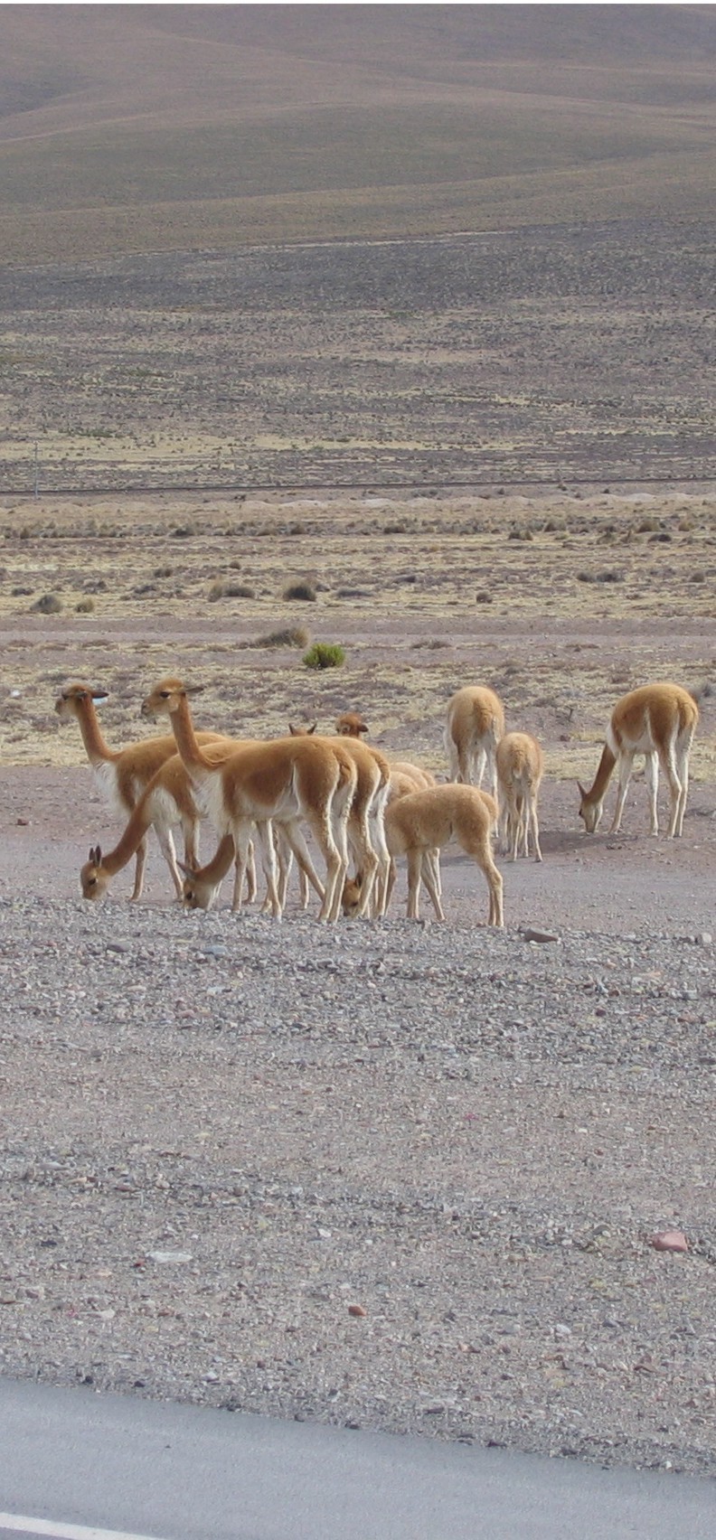 Vicuñas Colca