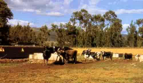 Hacienda Collpa