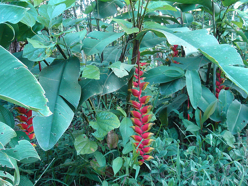 Ecologia Iquitos