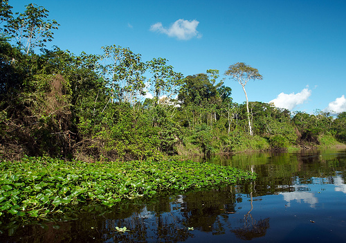 Reserva Pacaya Samira