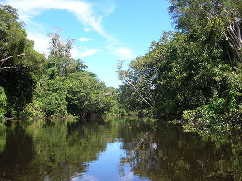 Flora de Tarapoto